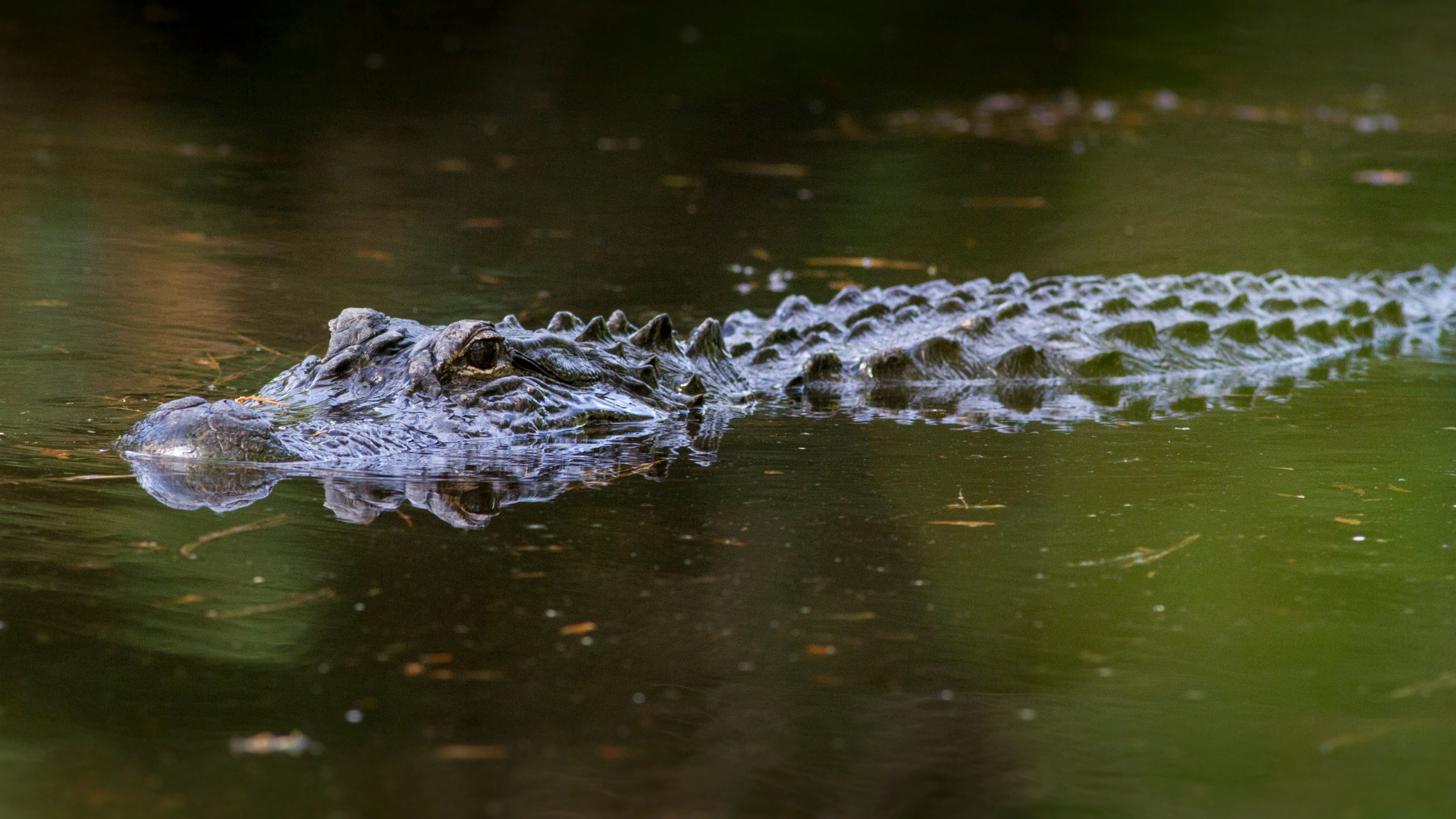 Living in Lakewood Ranch Wild Life
